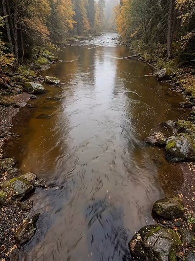 I Built a Secret Underwater Bunker! 😱 I built a Secret Underwater Room inside a shipping container! 🌊📦 Watch the incredible transformation as I turn a rusty metal box into a luxury river bunker. From cutting the windows to the final wood finish, this DIY timelapse shows the entire construction process. In this video: 🏗️ Dropping a shipping container into the river 🪟 Waterproofing and window installation 🔨 Framing, insulation, and woodworking 🌊 The ultimate Underwater Man Cave reveal Would