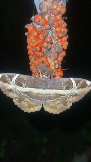 lanternflies and butterflies