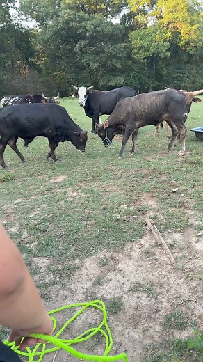 145K views · 5.4K reactions | El papi chulo igual que su papá Casanova | Rancho La centencia | Facebook