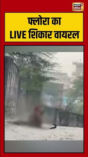 फ्लोरा का LIVE शिकार वायरल | #Leopard #Wildlife #LeopardAttack #DangerousHunt