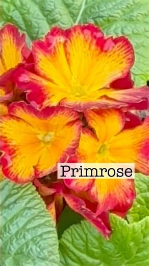 primrose, English primrose, common primrose flower