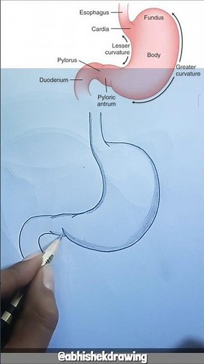 how to draw stomach diagram// how to draw stomach easily #howtodraw #diagram