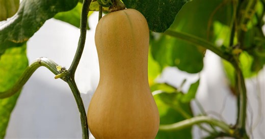 La butternut : comment la cultiver au potager ?