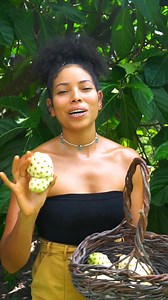 ¿Para qué sirve la fruta de Noni y cómo se prepara? Noni, una fruta regenerativa.... . . . . #noni #morindacitrifolia #remediosnaturales #plantasmedicinales | onlyplants