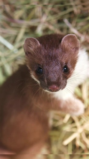 Stoats and Weasels #stoat #weasel #nature #wildlife #wildlifephotography