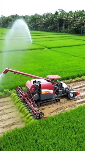 Panen Melimpah! Melihat Hasil Tanam Padi Seragam dengan Mesin Modern