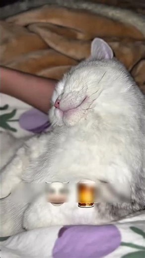 Sleeping Beauty: Pure Cat Snoring ASMR 🐱💤#cat#lover#funny #viral
