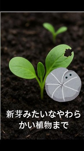 ダンゴムシが野菜の芽を食べる？家庭菜園の被害と簡単対策