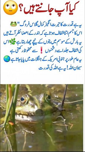 The Amazing Glass Frog – A True Miracle of Nature 🐸#glass frog #amazingnature #naturebeauty #wildlif