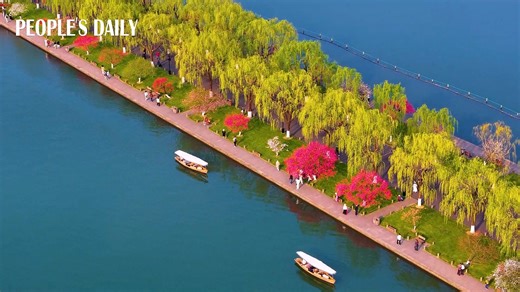 Spring flourishes in east China's Hangzhou as vibrant pink blossoms and swaying green willow trees grace the Baidi causeway of the West Lake scenic area. | People's Daily, China