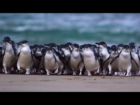 Penguins Plus