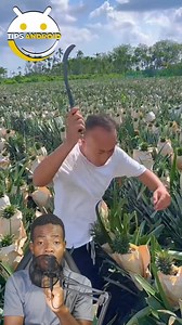 161K views · 666 reactions | Wap sezi wè travay mesye sa ak yon anana #reelsfacebook #reelsviral #reels | Tips Android | Facebook