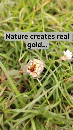 Golden Ladybug Close-Up | Nature’s Beauty #GoldenLadybug #shorts #shinyladybug #YumnaVillage