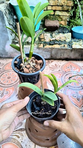 How to propagate and replant dendrobium orchids. Hopefully this is helpful. Enjoy orchid gardening. #replantorchids | Ratna Wati