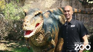 88K views · 572 reactions | Dinos come alive all summer long in the Alamo City. Rethink extinct at San Antonio Zoo’s Zoorassic Park as you encounter life-sized animatronic dinosaurs, including a life-sized T-Rex. Now – August 26. It will be a roar! | San Antonio Zoo | Facebook