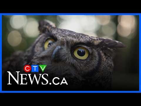 Sawatsky Sign-Off: Owl Rescue