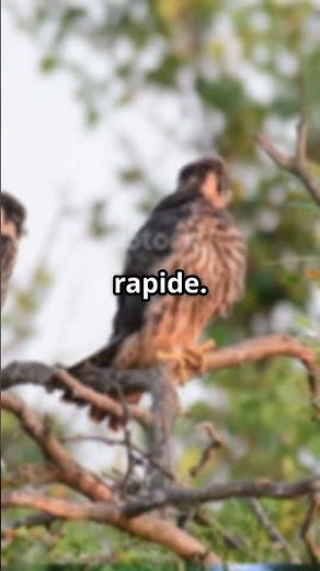 Découvrez le Faucon hobereau en 60 secondes !