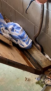 136K views · 1.3K reactions | RED BELLY UNDER TOWEL AT RESORT! We...