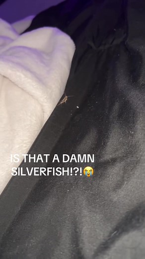 Understanding Silverfish Behavior and Speed
