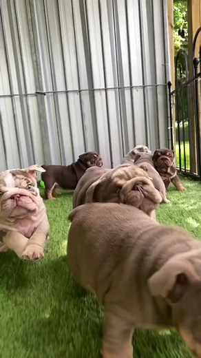 1.7K views · 92 reactions | Baby bulldog  #bulldoglife #eanglishbulldog #bulldogworld #bulldogworld #bulldog | Comfort Food Recipes | Facebook
