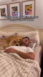 91K views · 3.1K reactions | No snuggles are better than golden snuggles  @beaunosebones | I Love Golden Retrievers | Facebook