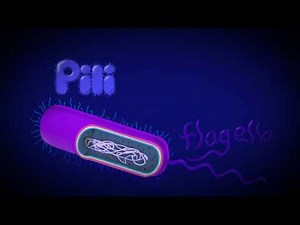 1.2 Ultrastructure of cells