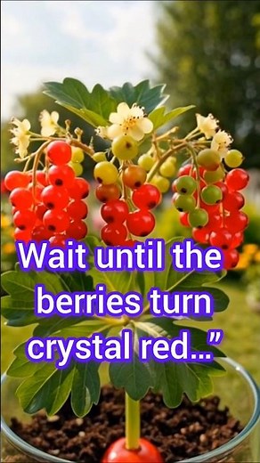 How Redcurrants Grow from Seed to Fruit | Satisfying Plant Timelapse