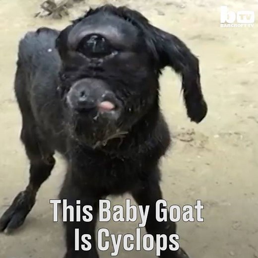 4.9M views · 18K shares | This baby goat cyclops is a living miracle...  | LADbible | Facebook