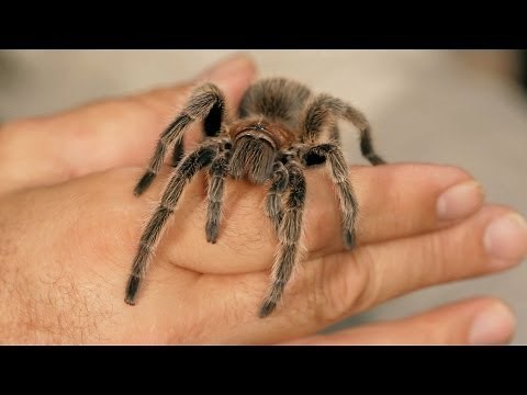 How to Tell If a Tarantula Is Male | Pet Tarantulas