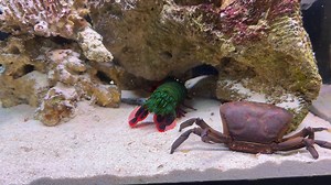 3.8M views · 19K reactions | Giant Smashing Mantis Shrimp VS Giant Crabs | Hai Hai | Facebook