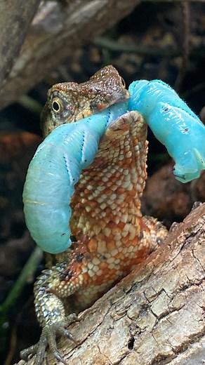 31K views · 128 reactions | My male Chinese crocodile lizard (Shinisaurus crocodilurus) eating a hornworm! Few things are more fun than feeding a baby T-Rex! 練 • #chinesecrocodilelizard #shinisaurus #shinisauruscrocodilurus #reptiliatus #lizard #pet #lizardsofinstagram #pet #petsofinstagram #reptile #animal #reptiles #reels #viral #instagram #animals #reptilesofinstagram | Reptiliatus | Facebook