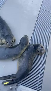 Sealpups Unagi, Yukuzona & Sjakie Move Outside — First Outdoor Day