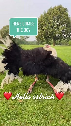 Ostrich Mating Dance Game at Toronto Zoo