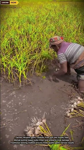 Manual Garlic Harvesting In Wet Field With Traditional Farming Method