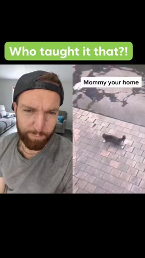 69K views · 1.6K reactions | How do cats climb trees so well?! #kitty #cat #missedyouguys #missedyousomuch #goodvibes #ilovemypets #treeclimber | Travis Bailey | Facebook