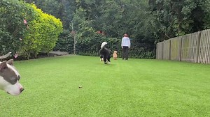 20 reactions | Jazz the cavapoo heads home tomorrow from his training stay with us! We had a fun session of off leasb obedience following some playtine with my pack and Lemon (who joined in for some of his training ) - good boy! | Take the Lead K9 Training | Facebook