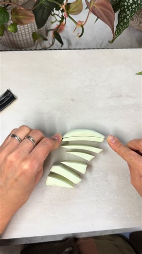 The Luna moth is native to eastern North America, but I think I’m the only one who hasn’t seen one in the wild. Did you know the adult moth has no mouth? Its sole purpose is to mate. They only live an average of 7 days 🙀 | LRAE.clay