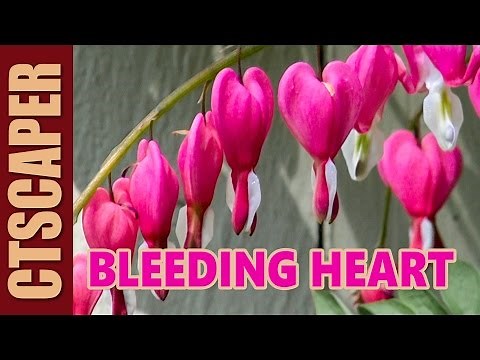 OLD FASHIONED BLEEDING HEART - Dicentra spectabilis