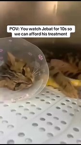 26K views · 2.9K reactions | ✨ Jebat has undergone surgery to remove fluid and repair his bladder. He is still very weak and in recovery. The doctor also found a serious issue with his hand that required another operation. He is trying his best to stay strong, but the treatment costs are still not fully covered.  With your help, Jebat can continue his healing journey. Every bit of support means so much. Link in bio to support. | rainbowpets.resc | Facebook