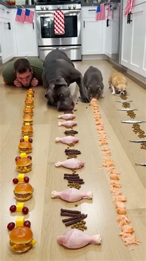 Dog eating dinner like chewing is just wasting valuable time 😂😭#dog #cat #eatingchallenge #food #pet