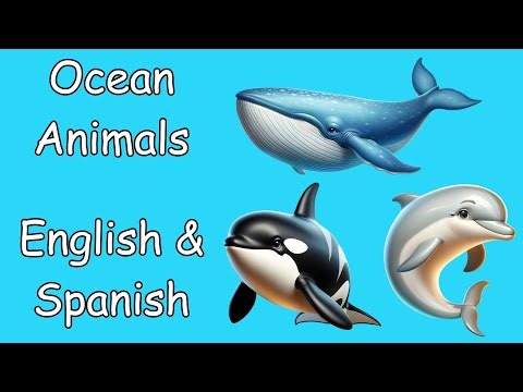 Ocean Animals | Whales, Dolphins, & Sharks | Learn Spanish & English for Kids