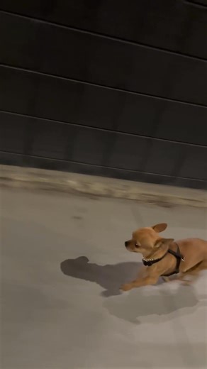 Milton running downtown 🇨🇦 #dog #doglovers #pets #chihuahua #chihuahualove | miltonnkez