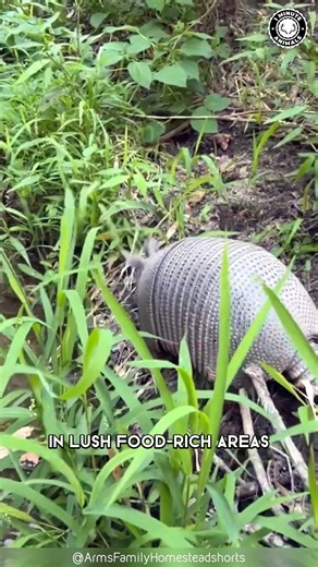 689K views · 11K reactions | Armadillo 璉 Rolls Into a Ball for Survival! | 1 Minute Animals One of evolution’s strangest—and smartest—survival tactics. #animals #armadillo #wildlife #evolution #animalfacts #shortvideo #naturedefense | 1 Minute Animals | Facebook