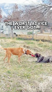 Are we in over our heads?👀 I don't think so🤭 Since we have some exciting projects coming up for these dogs, I figured I may as well formally introduce you to our little pack!🐶 Be sure to follow along in stories to see what we have in store! Which name is your favorite for the new pup?? Let me know in the comments… BEAR, CHIEF, or MOOSE💛 (Song credit: Non, Je Ne Regretted Rien - Edith Piaf) | The Intentional Homemaker