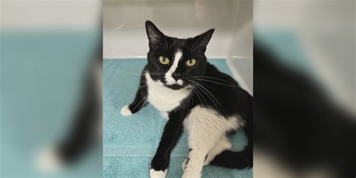 Paws Adoption Center: Meet Lola!