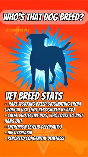 Adam Cook on Instagram: "HEALTH STATS 🐾 🐶 Alapaha Blue Blood Bulldog Hip Dysplasia → A common orthopedic condition breeders actively screen for in this rare, working bulldog-type breed. Cause: Multifactorial (genetics, joint laxity, growth rate, body weight). Treatment/Cost: Weight management, NSAIDs/adjunct pain control, physical rehabilitation; severe cases may require surgery (FHO or total hip replacement). ~$1,500–$6,000+ depending on treatment. Entropion → Inward rolling of the eyelids th