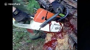 Weird tree bleeds when you cut it! | Newsflare