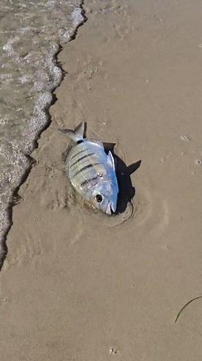 Beautiful anal fish | ismail_jlaida