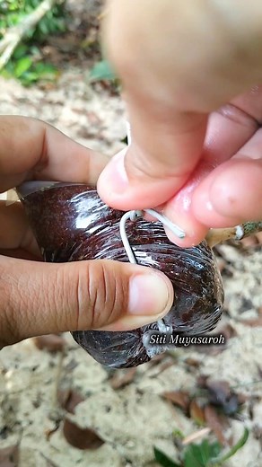Propagating sapodilla plants by air layering🌳🌳 #airlayering #plantpropagation #plant #reels #gardening | Siti Muyasaroh