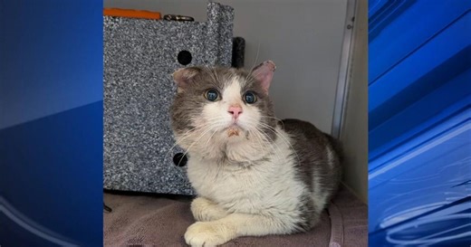 Furry Friends: Goliath & Mickey